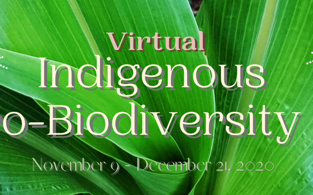 Celebrating Resilience: NAFSA’s First Virtual Indigenous Agro-Biodiversity Fair